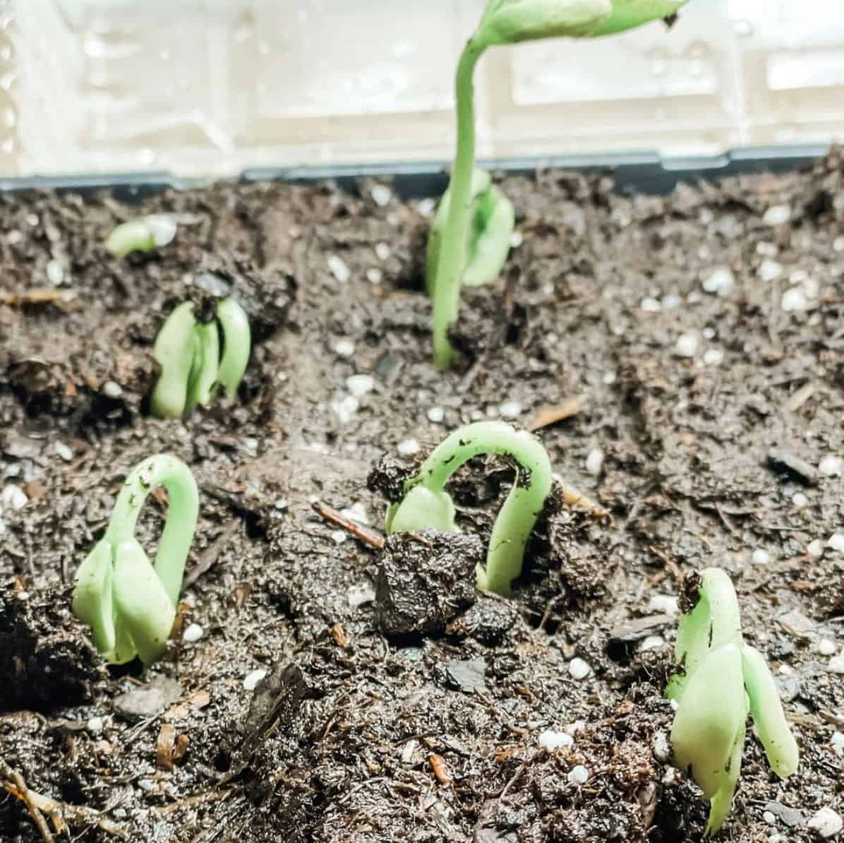 Our 2021 Garden Plans (& a Giveaway Reminder!)